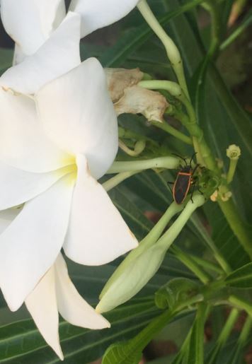 Bordered Plant Bug