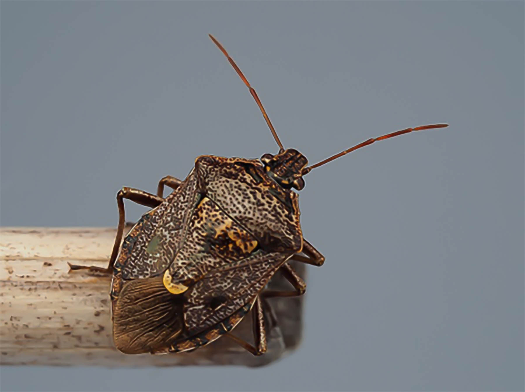 Euschistus tristigmus and E. servus, Dusky and Brown Stink Bugs (Hemiptera: Pentatomidae) 
