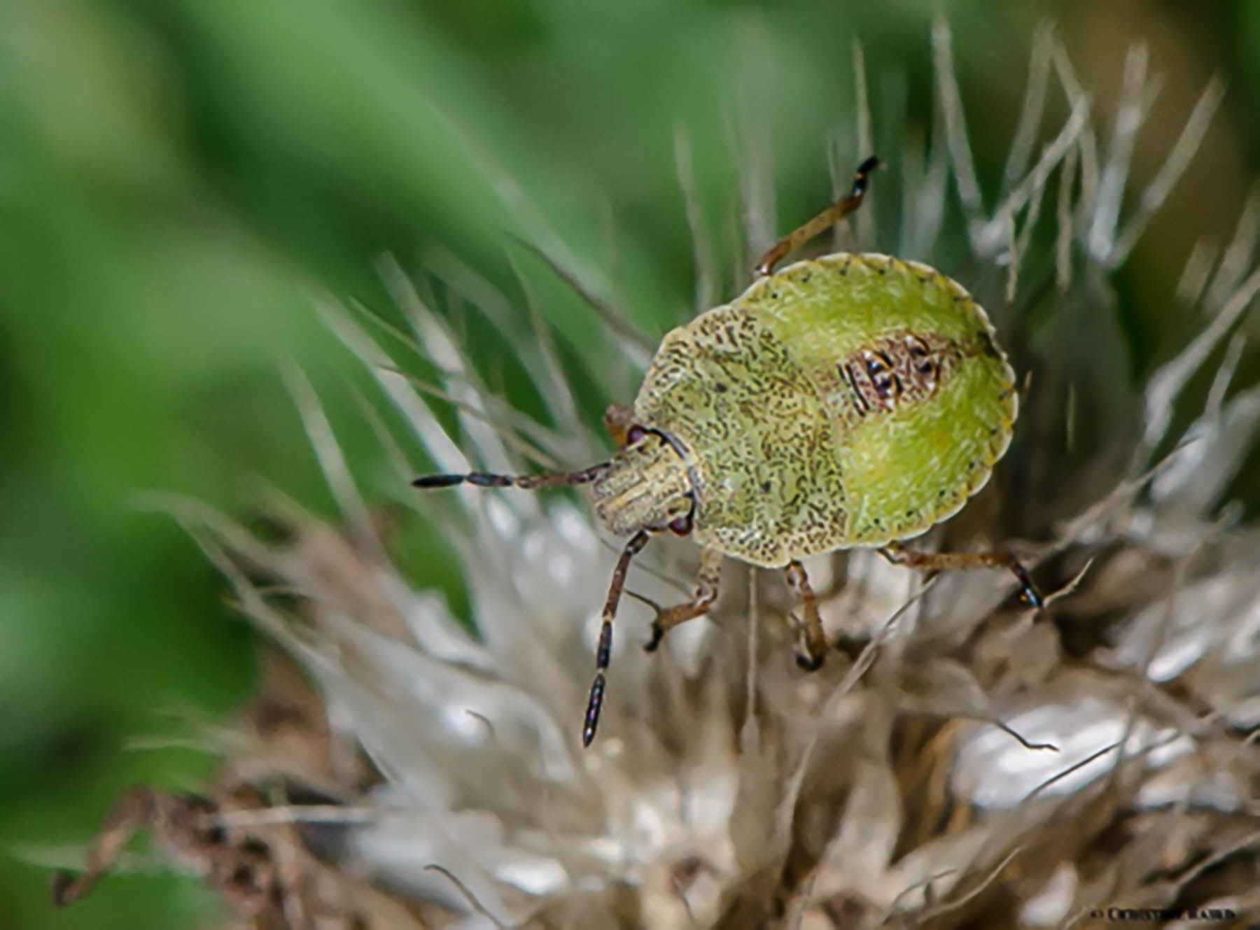 Brown stink bug nymph. 