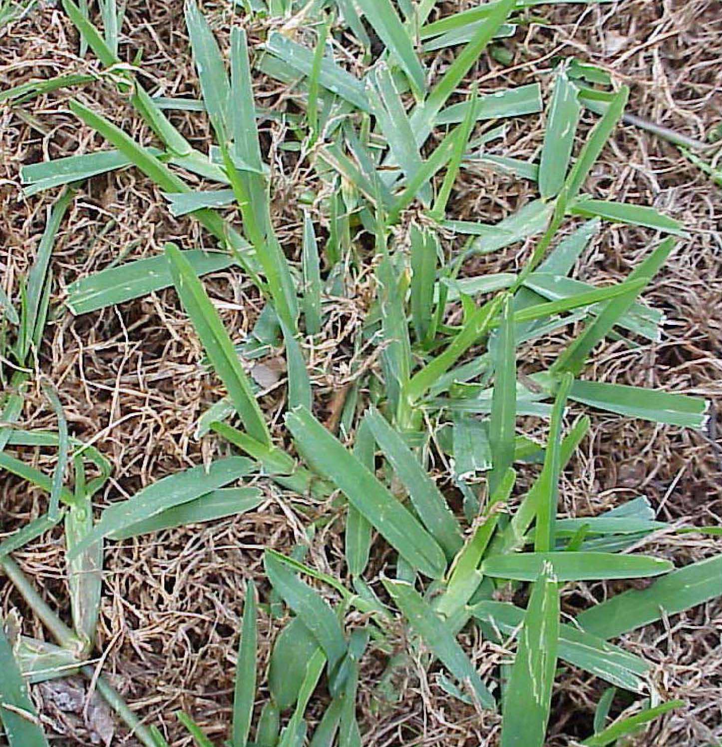 Warm Season Lawn Grasses