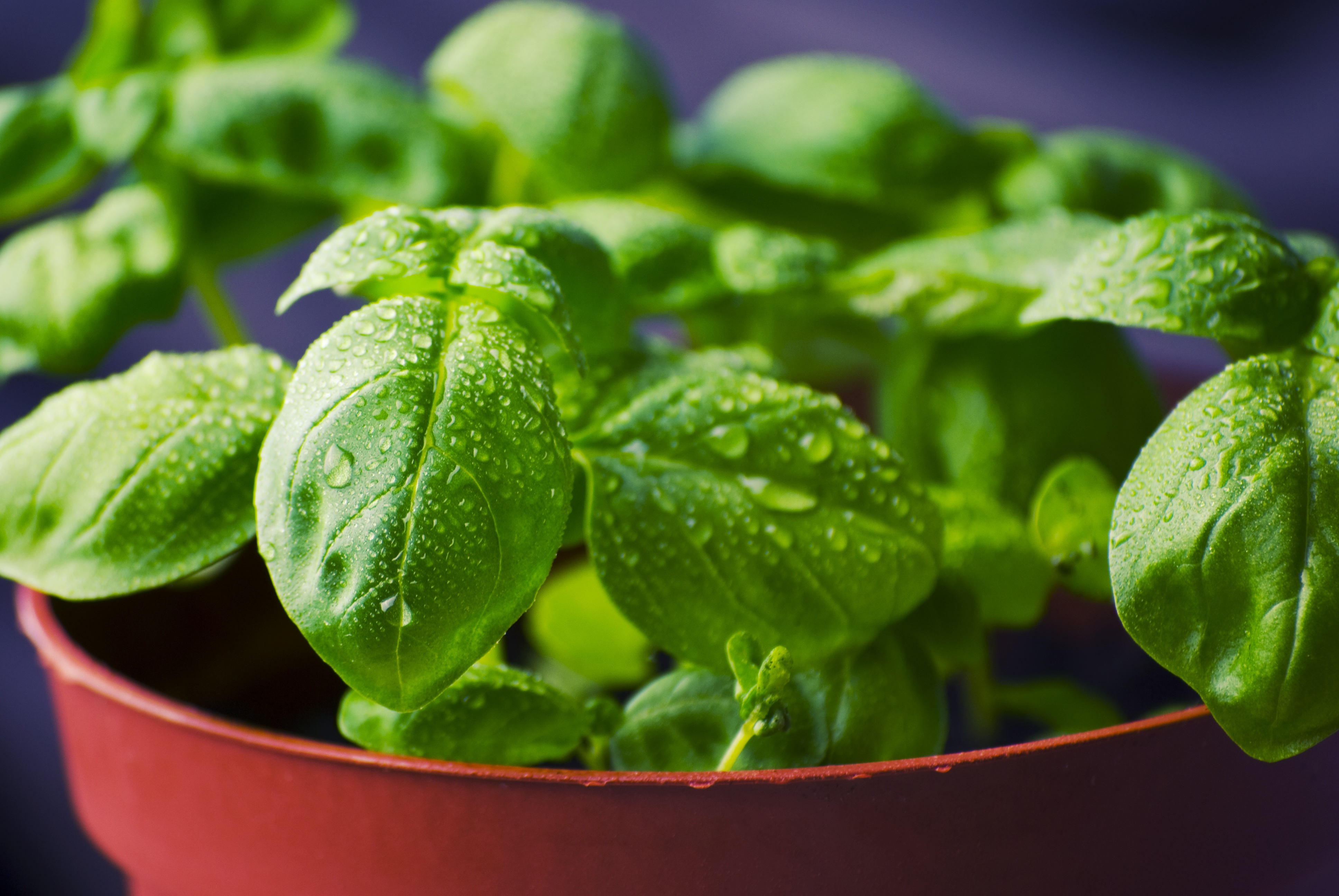 basil-932079jpg