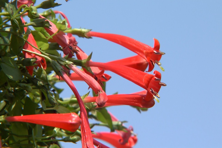 Firecracker vine pops with color attracts hummingbirds