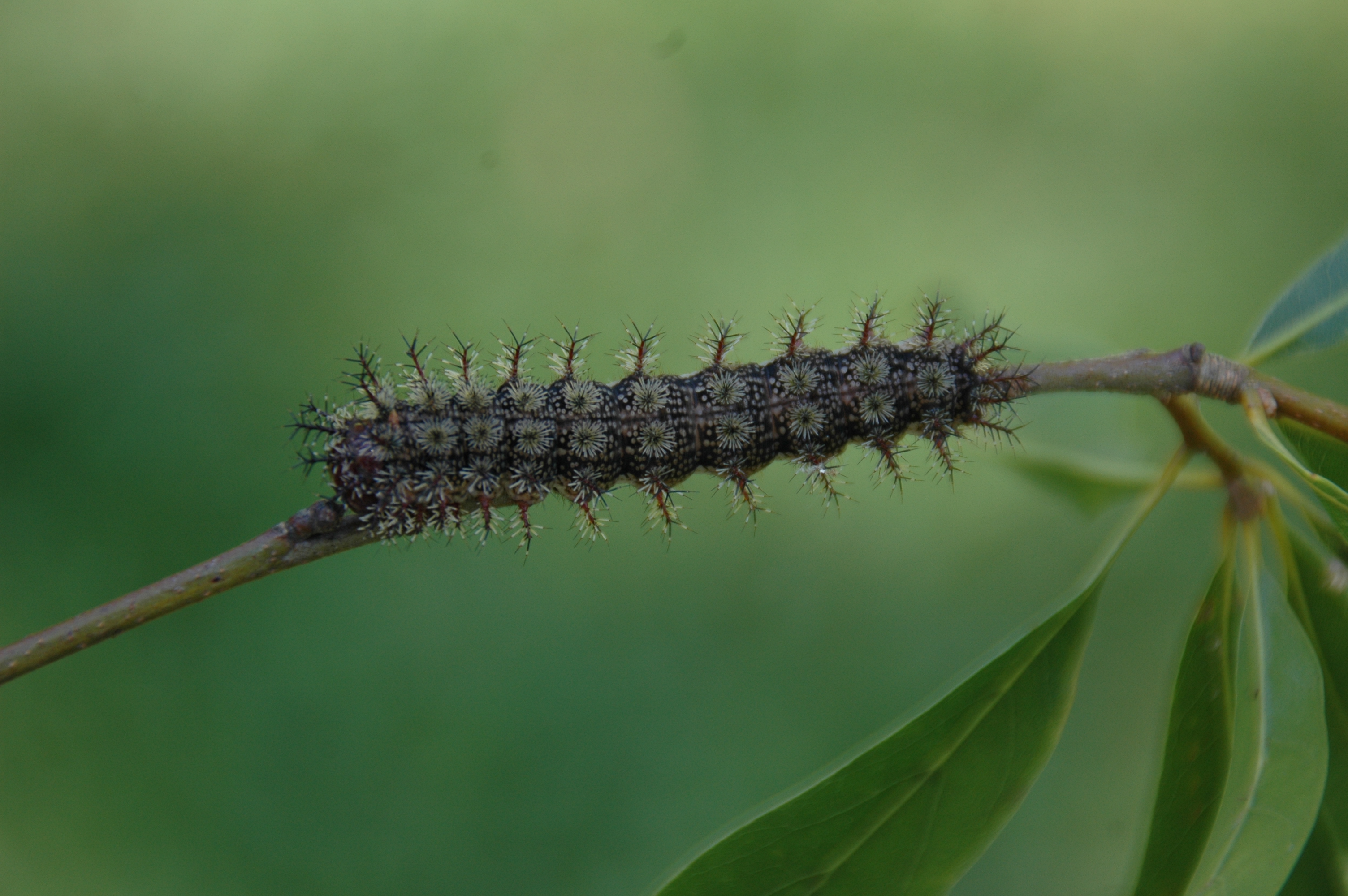 Stinging caterpillars coming soon to south Louisiana