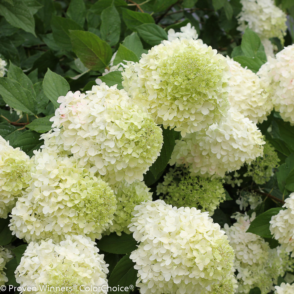 Limelight hydrangea named Louisiana Super Plant