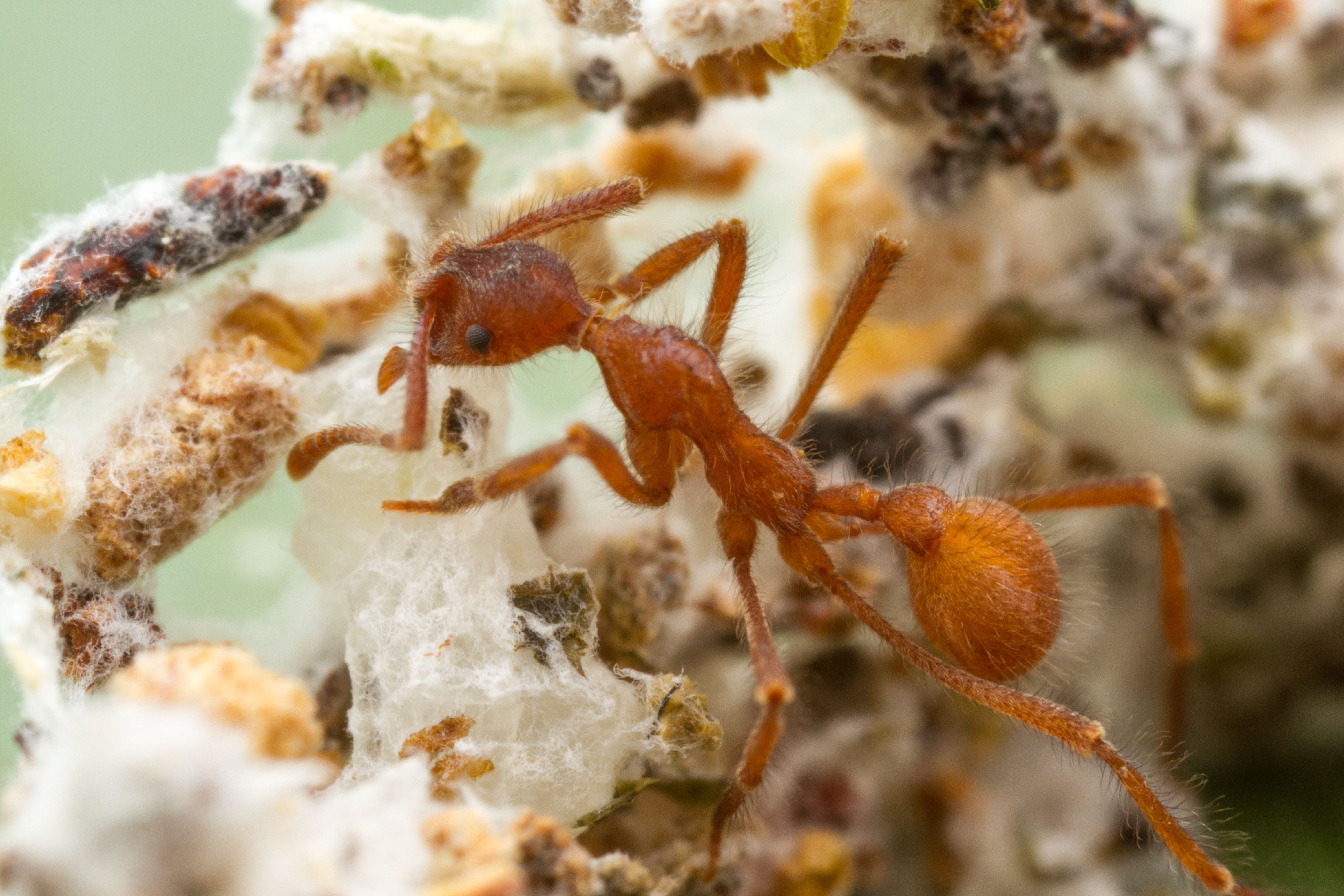 Asteroid that doomed dinosaurs created ant agriculture, LSU researchers say 