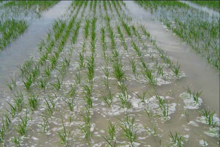 Rice Weed Research Program