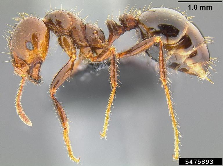 Fall and Spring are Good Times to Apply Bait for Fire Ant Management