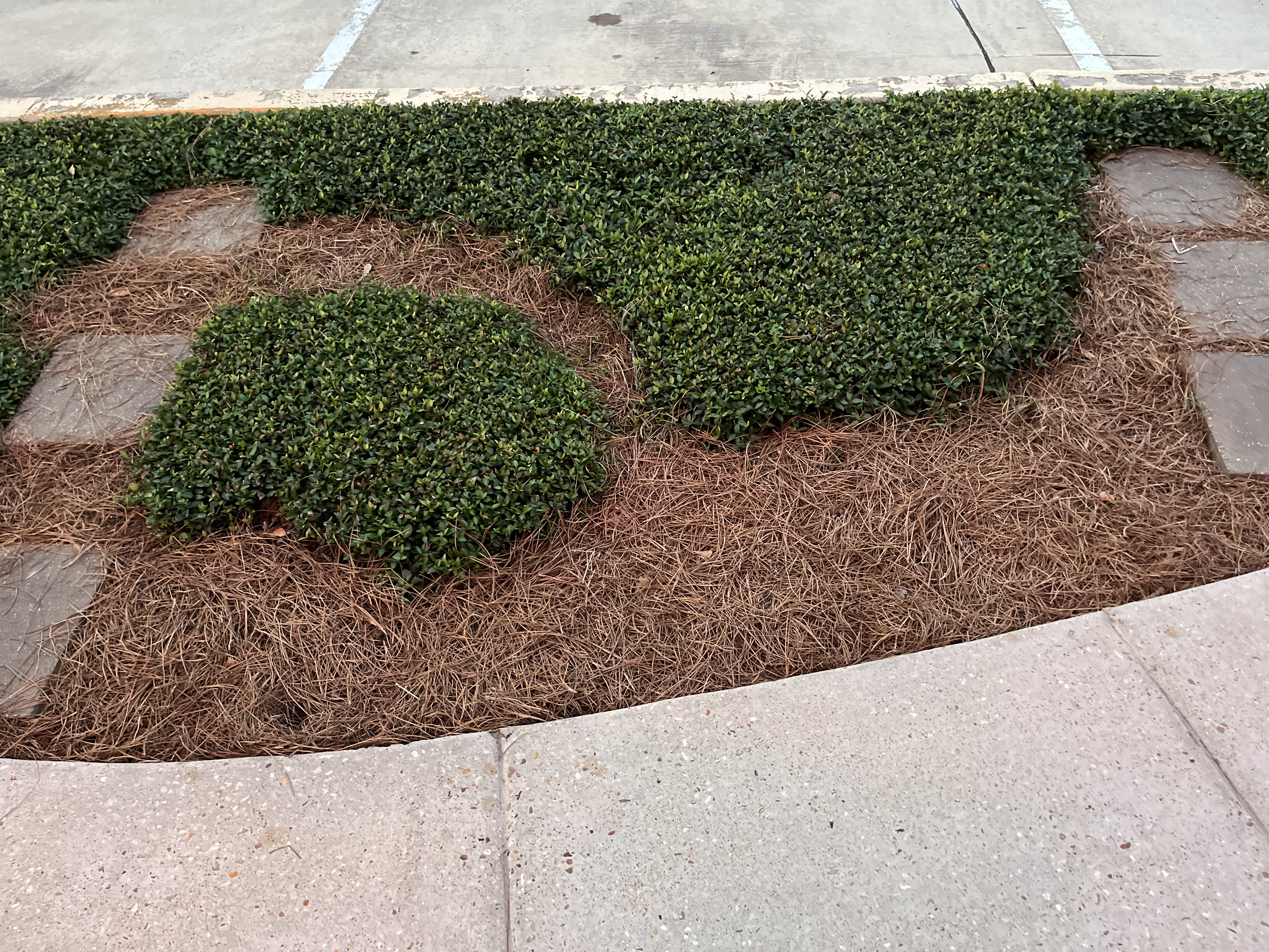 Covering Ground: Temperature and Water-Wise Practices in the Landscape