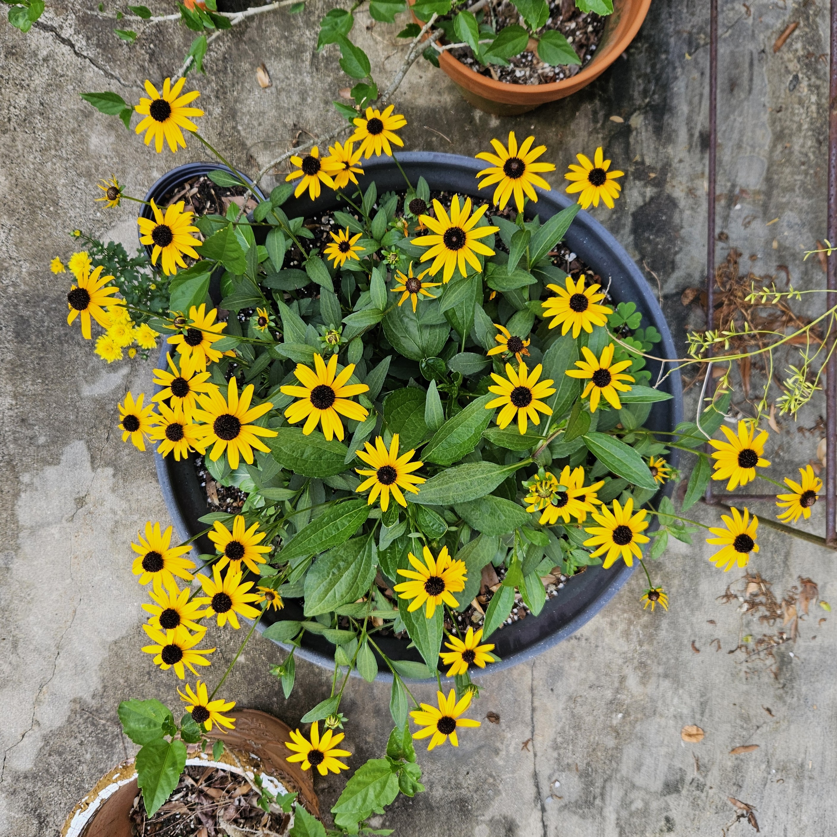 Container Gardening Gives People More Options