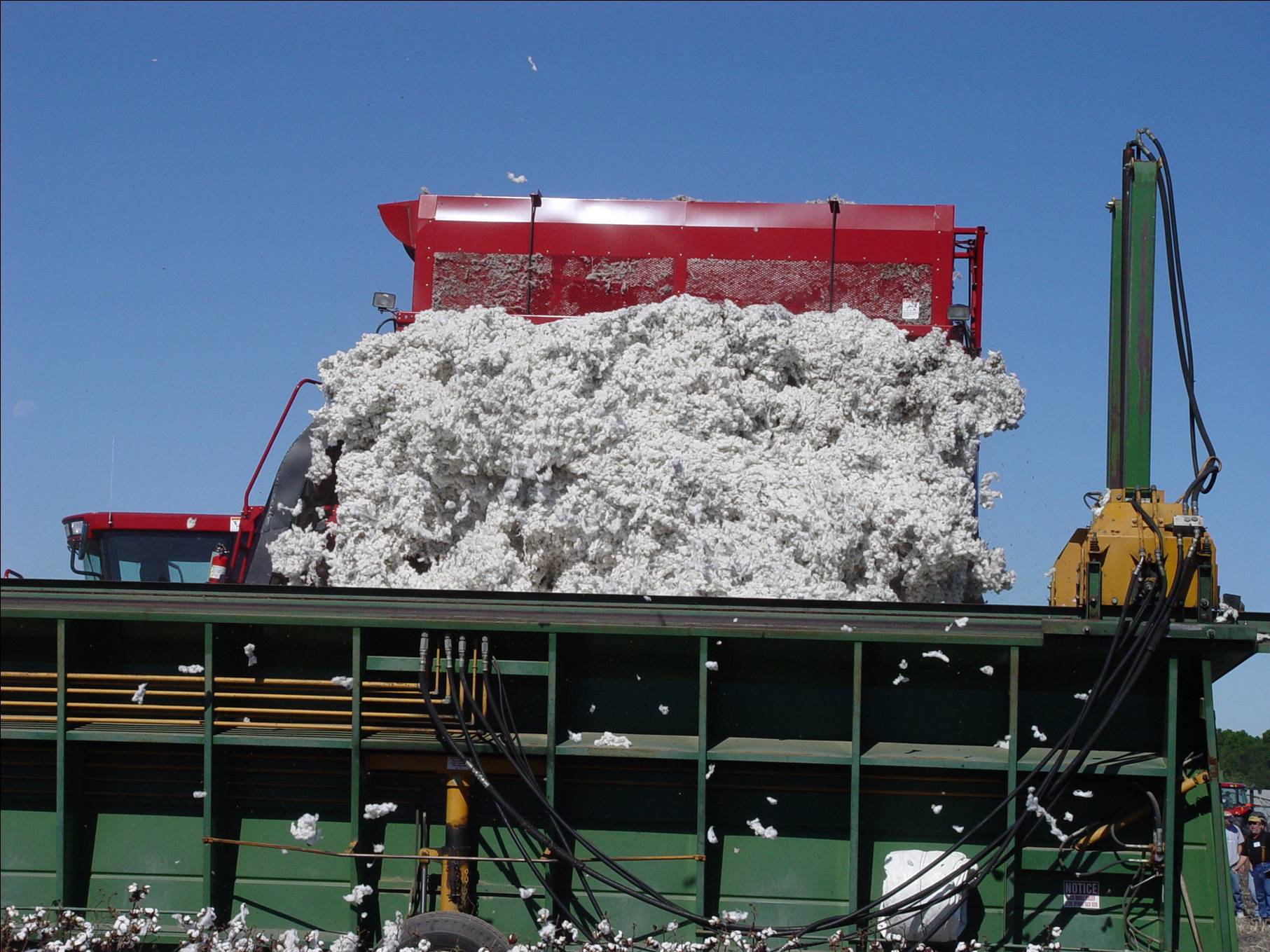 2004 Cotton Varieties for Louisiana