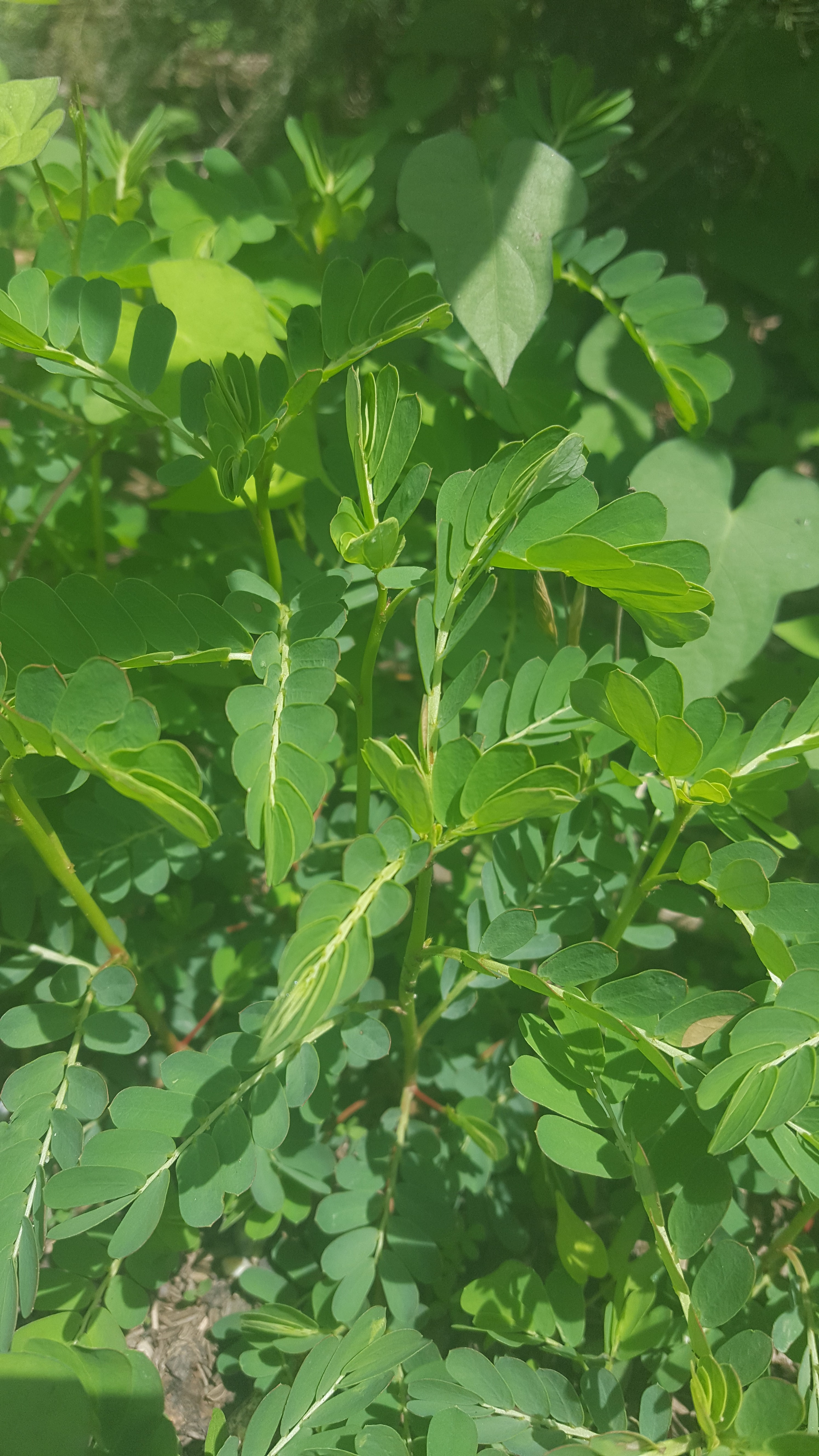20180622_114028.jpg thumbnail