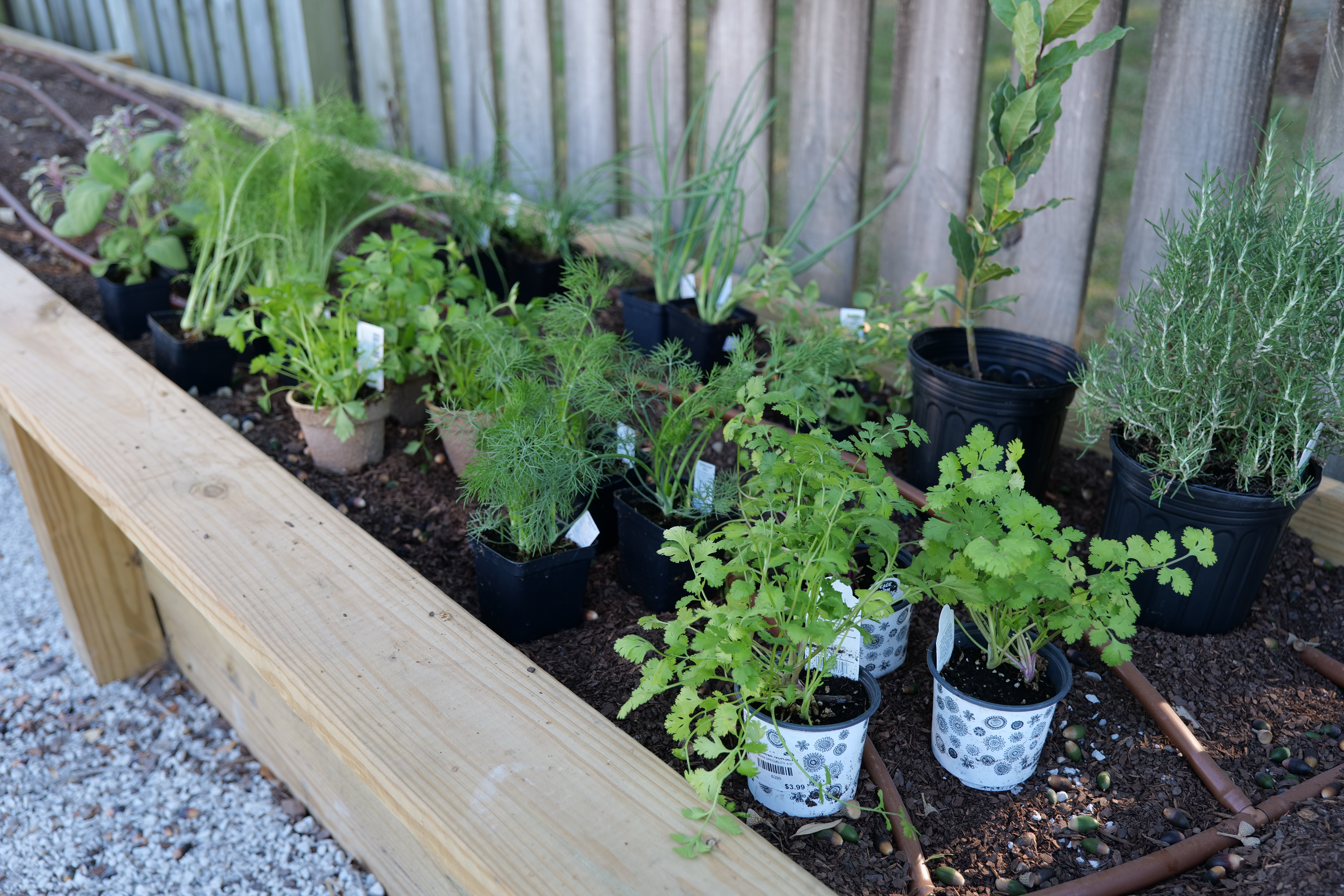 Plant cool-season herbs to accent upcoming holidays