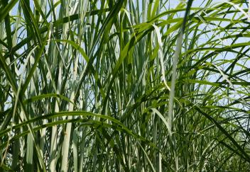 Sugarcane irrigation study being conducted