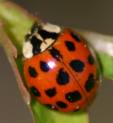 lady bug