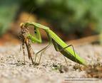 praying mantids