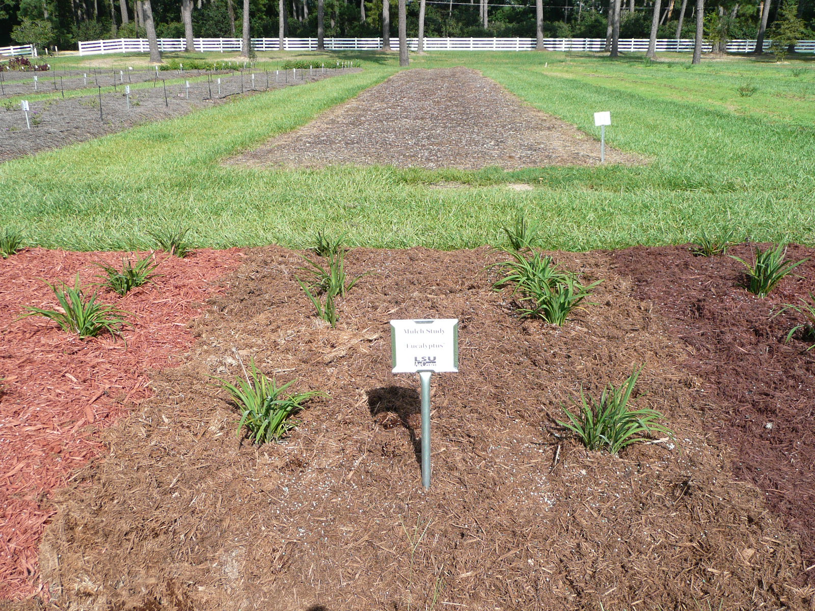 eucalyptus mulch
