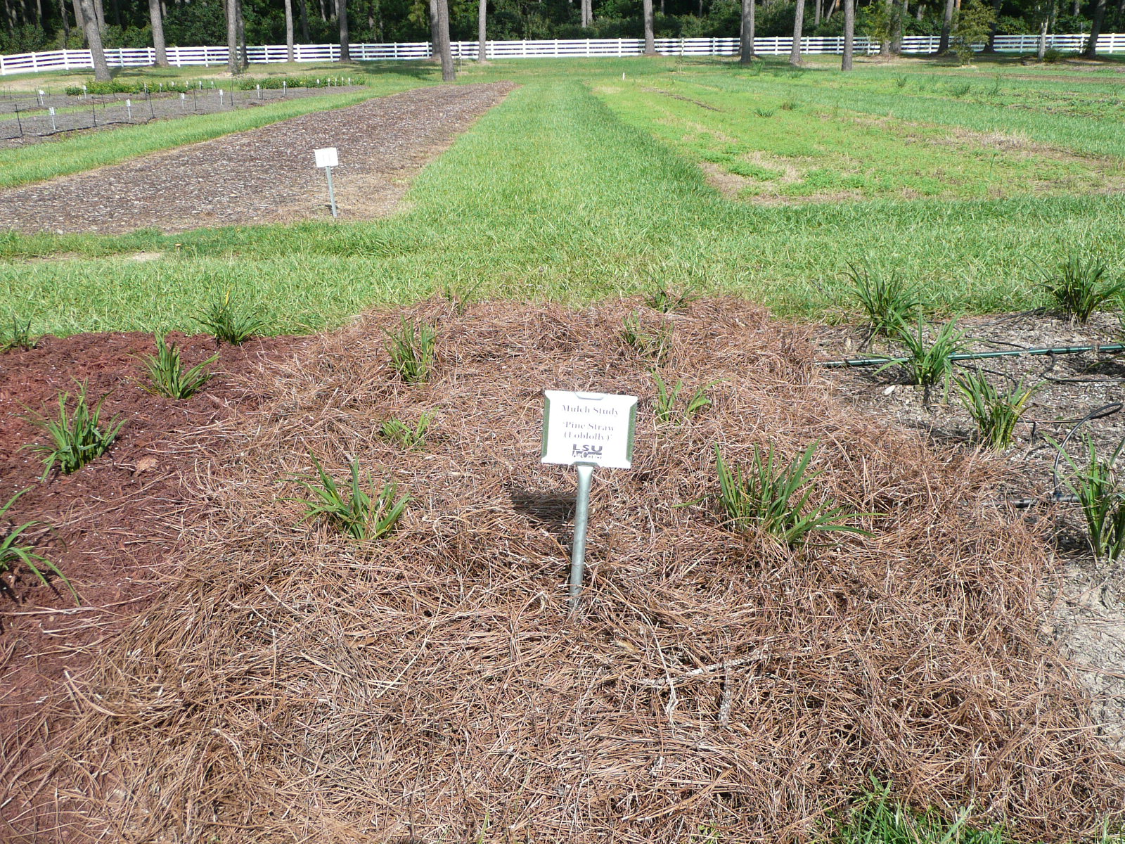 pine straw
