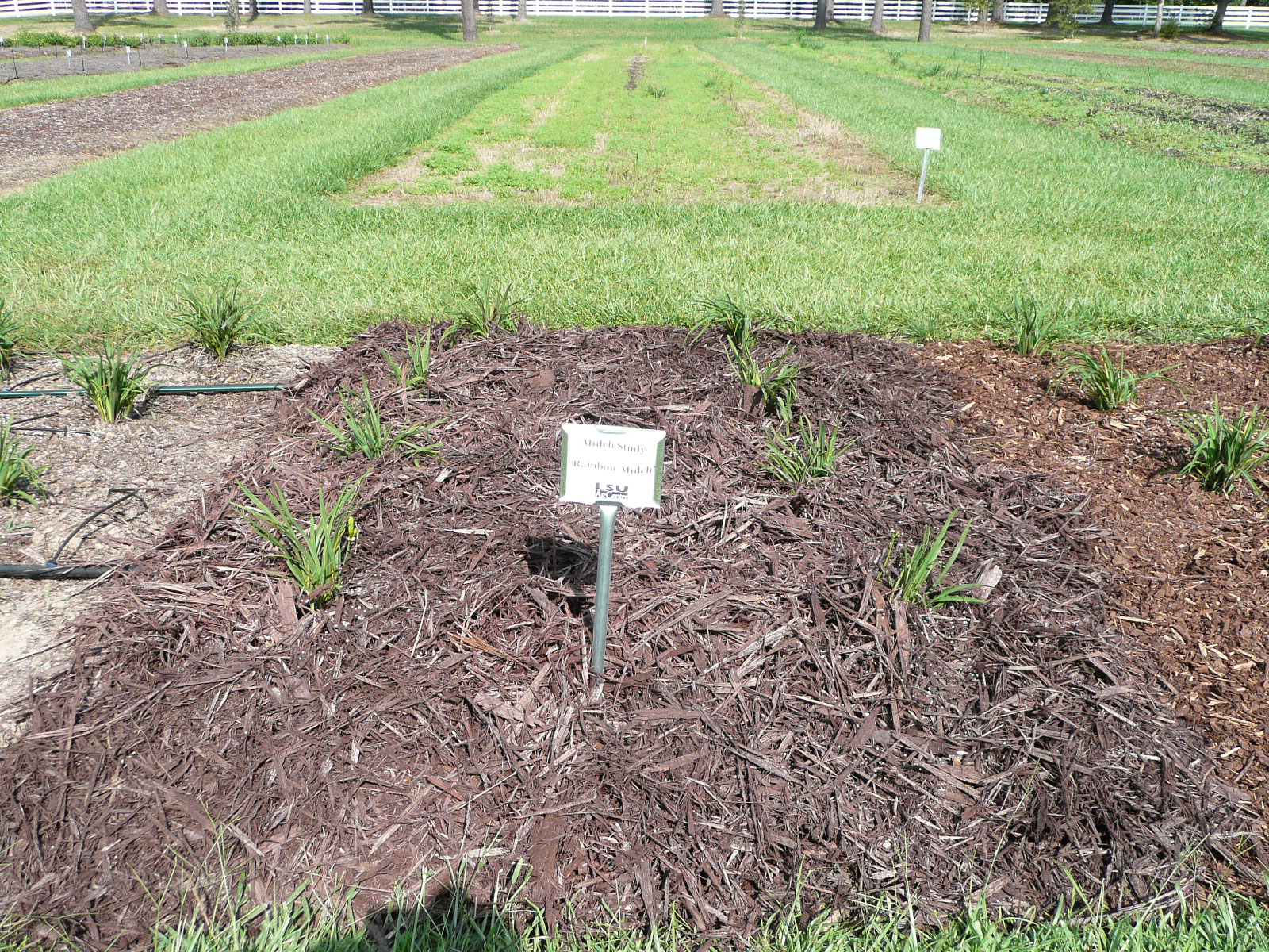 rainbow mulch