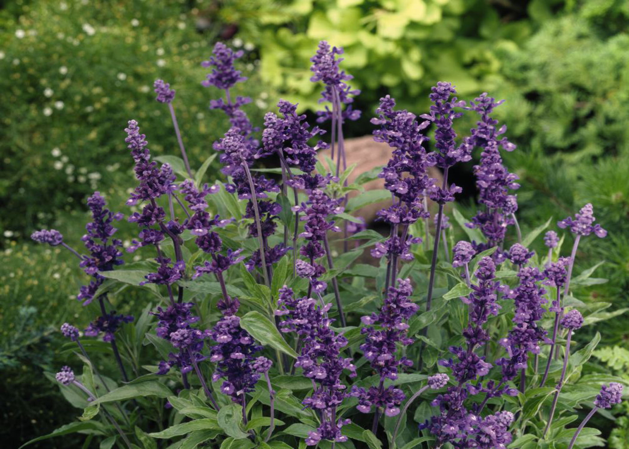 A super salvia for Louisiana gardens 