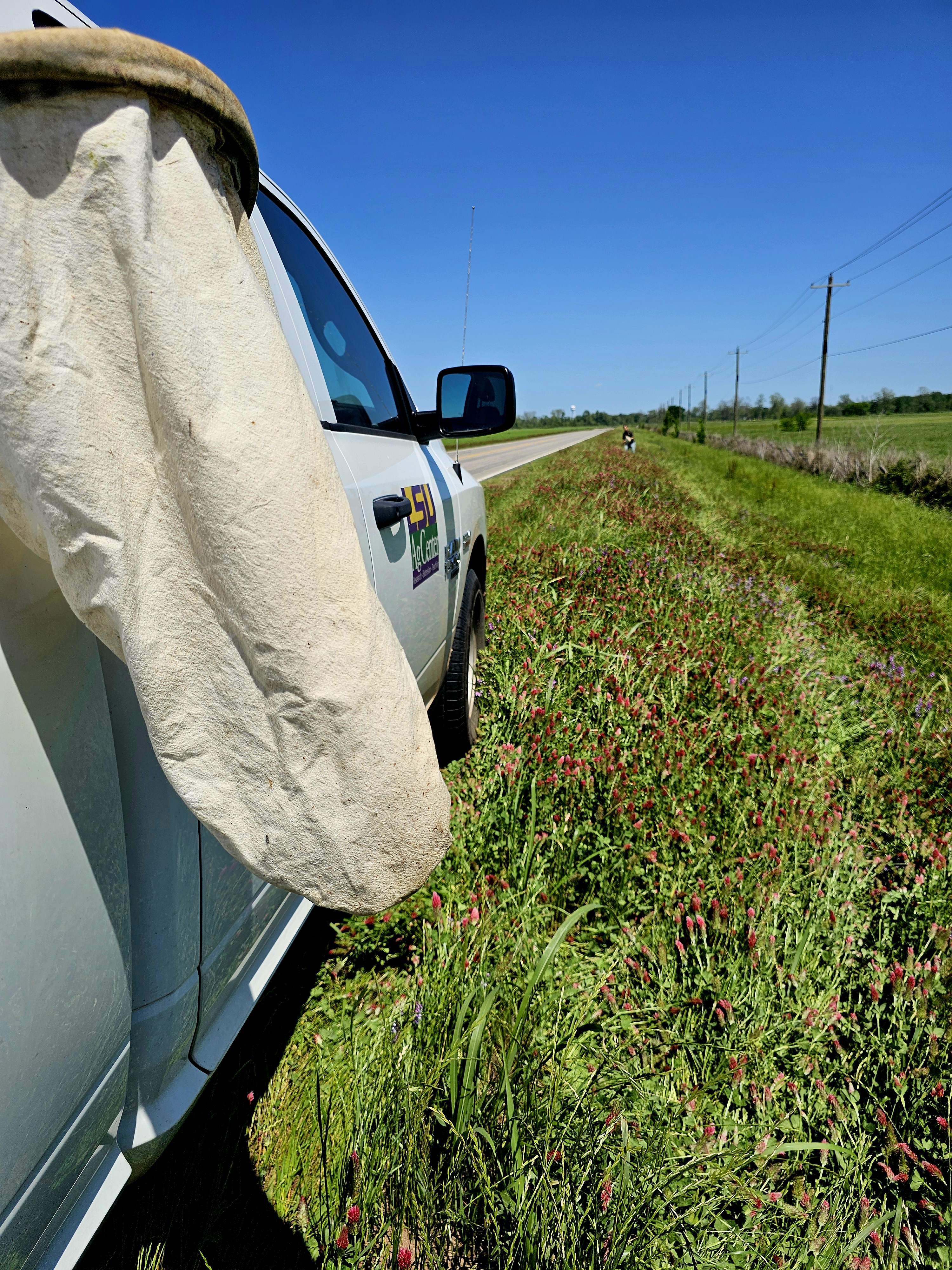 2026 Insect Pest Survey Notes Early Redbanded Stink Bug Activity