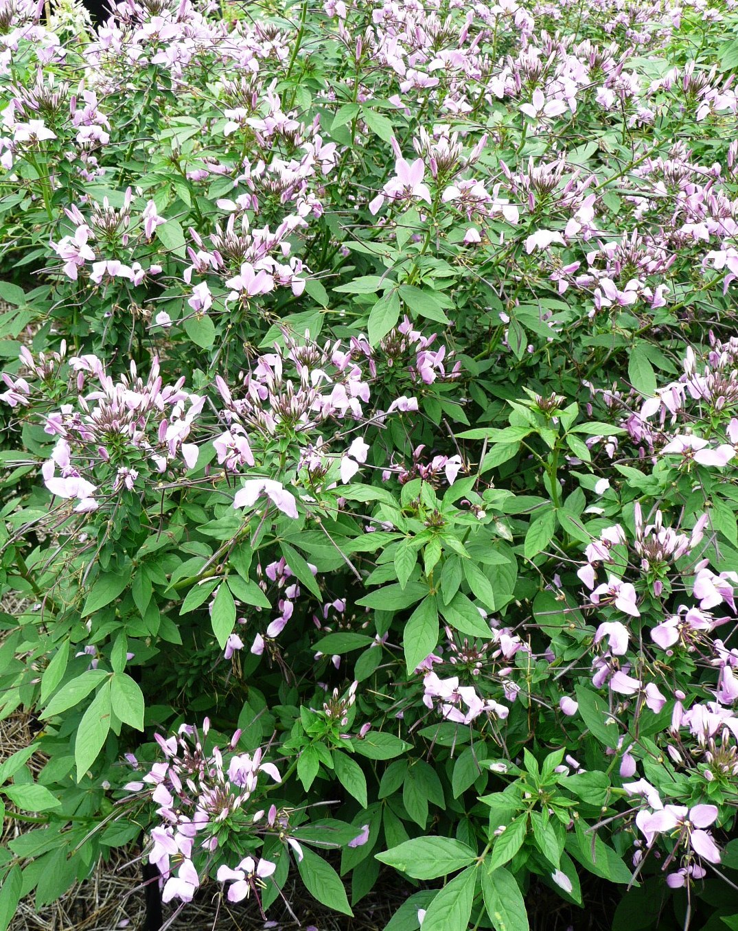 Senorita Rosalita cleome