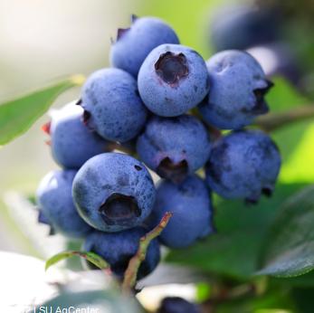 Backyard Blueberries