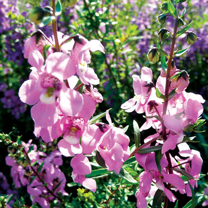 SerenaAngeloniaFlowerCloseUps2-2jpgjpg