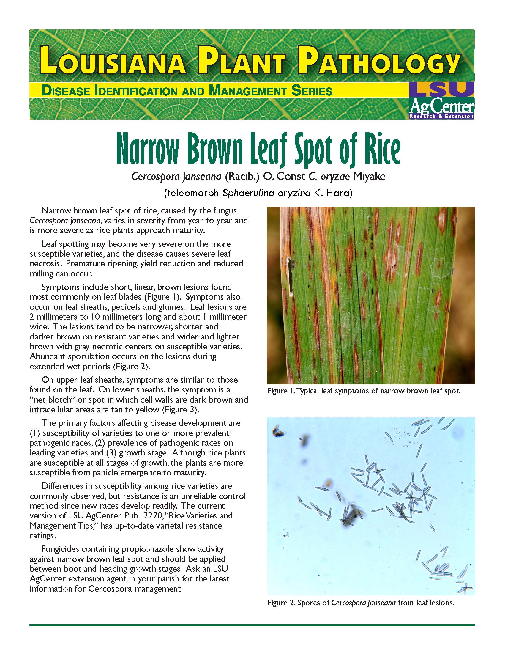 Narrow Brown Leaf Spot