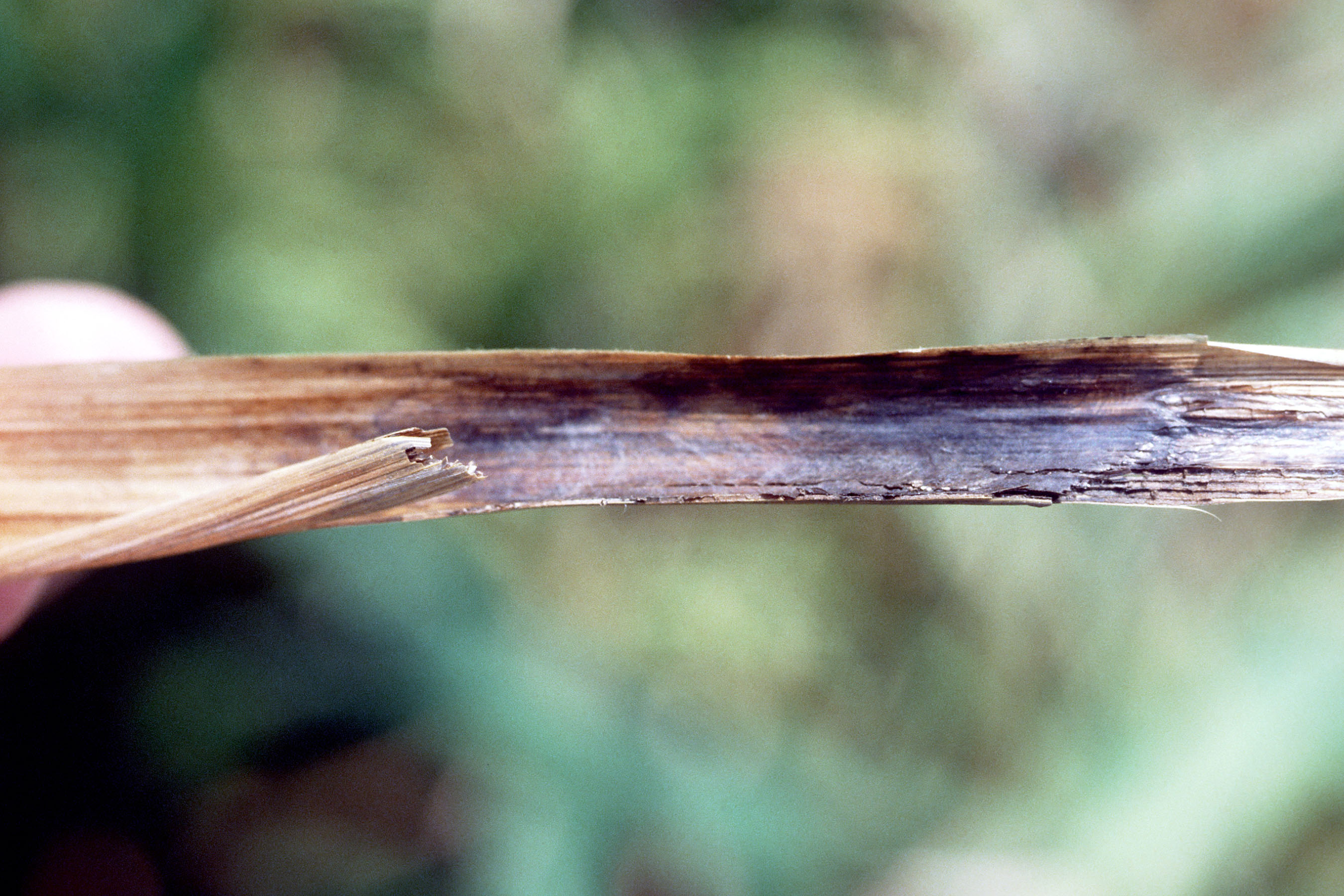 Sheath Rot Symptoms 