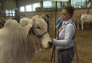 4-H'ers show for the last time at the LSU AgCenter Livestock Show