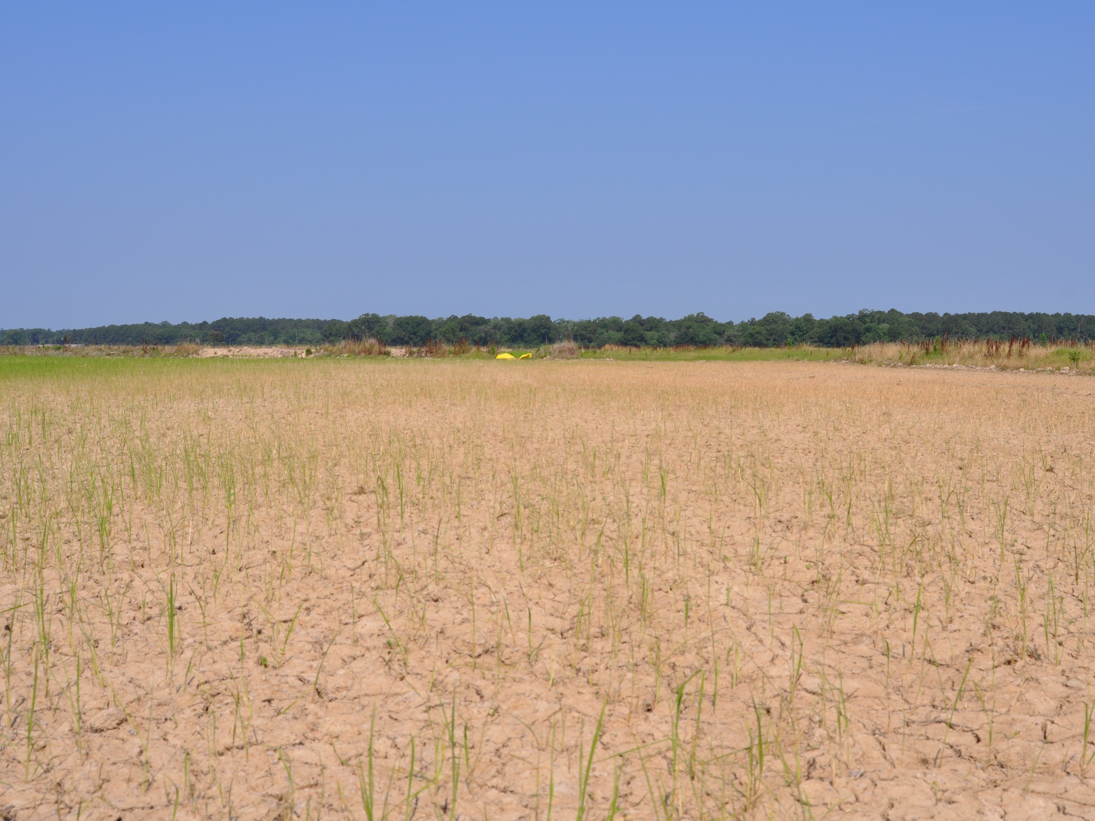 Chinch Bug Infested Rice Field 2