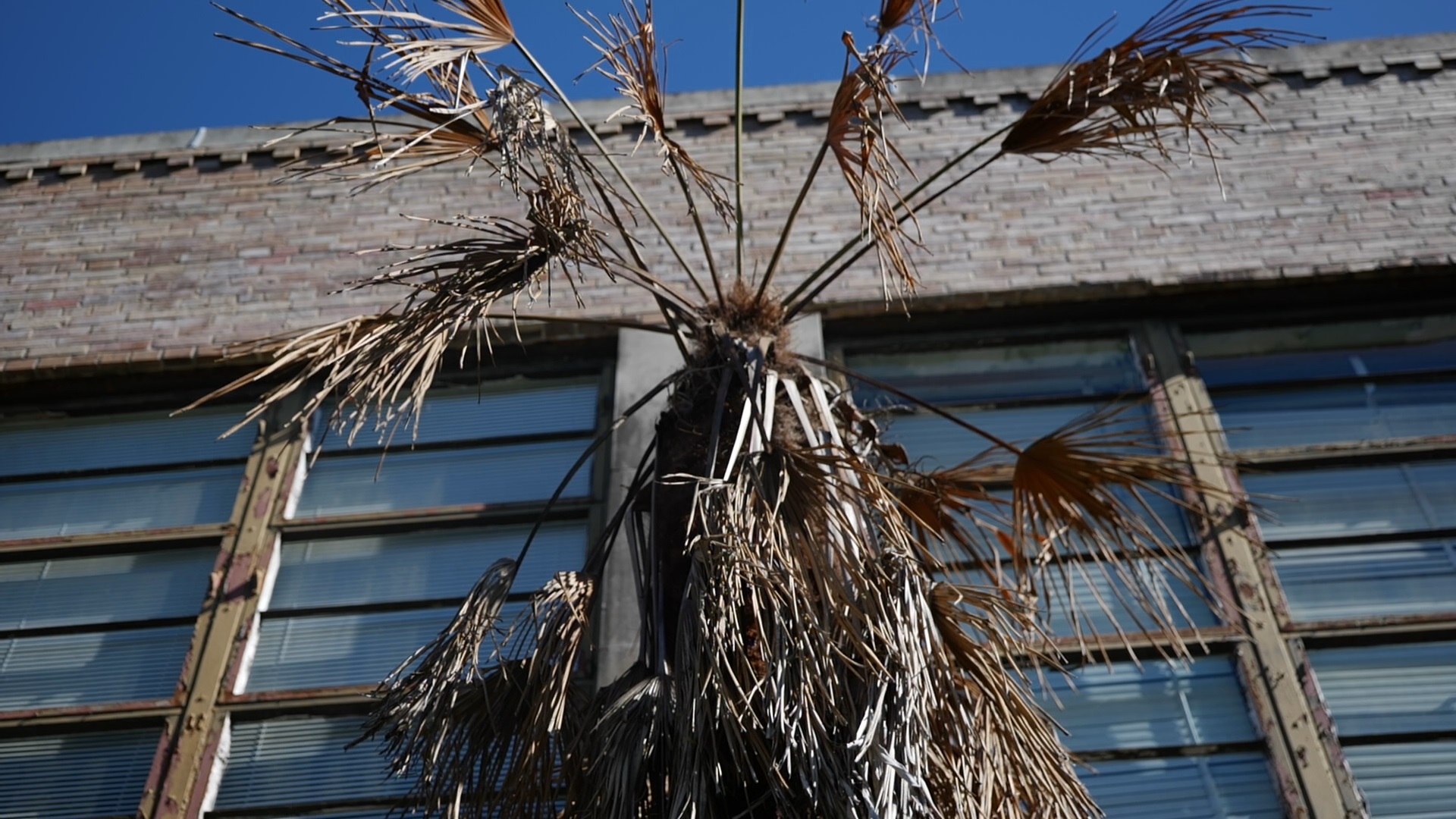 Get It Growing: Lethal bronzing can kill windmill palm trees