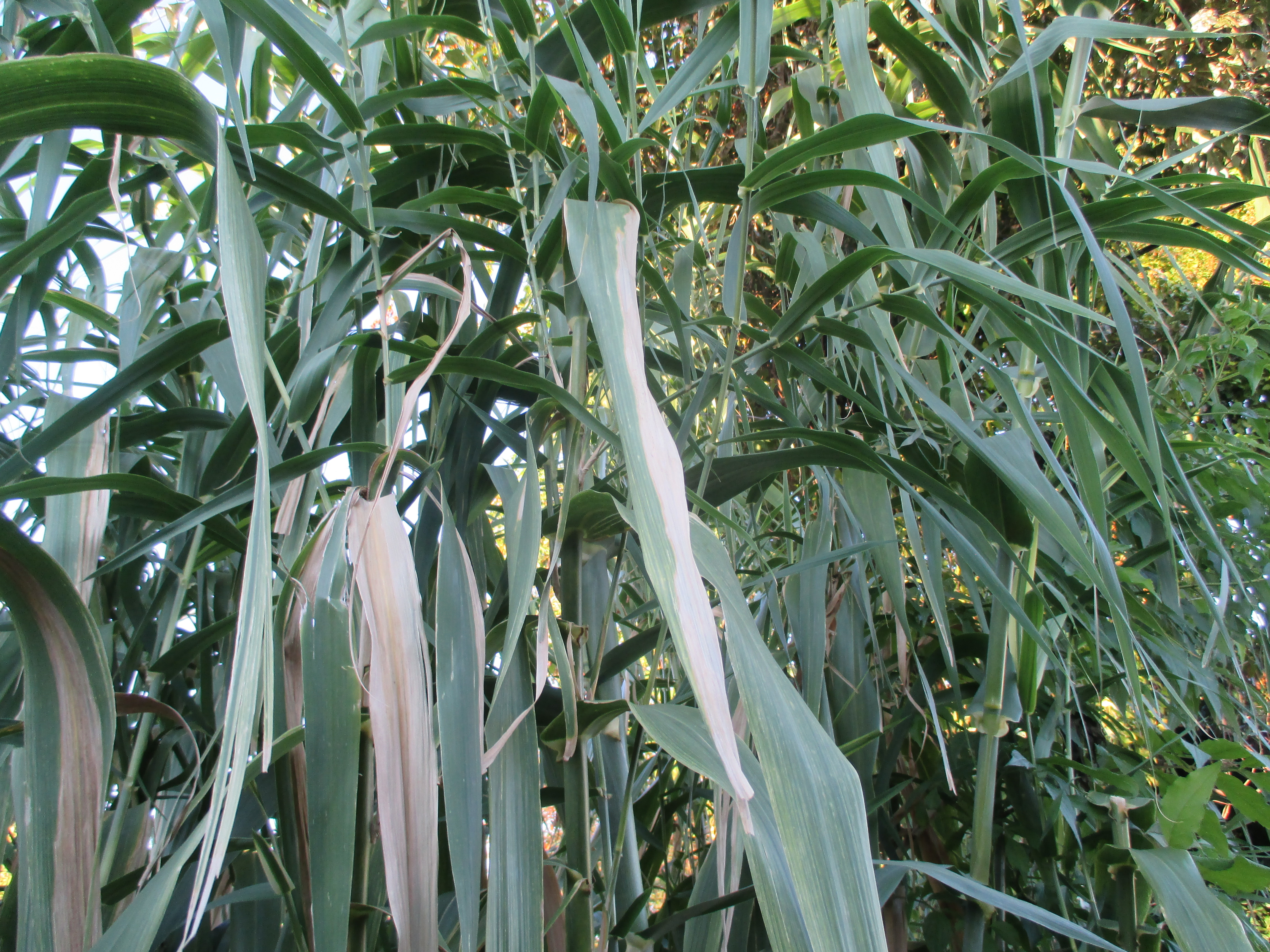 Getting Rid of Giant Reed Grass