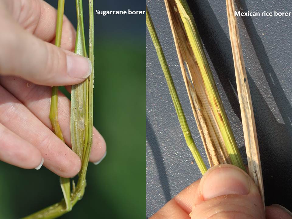 Sugarcane Borer vs. Mexican Rice Borer Feeding Injury