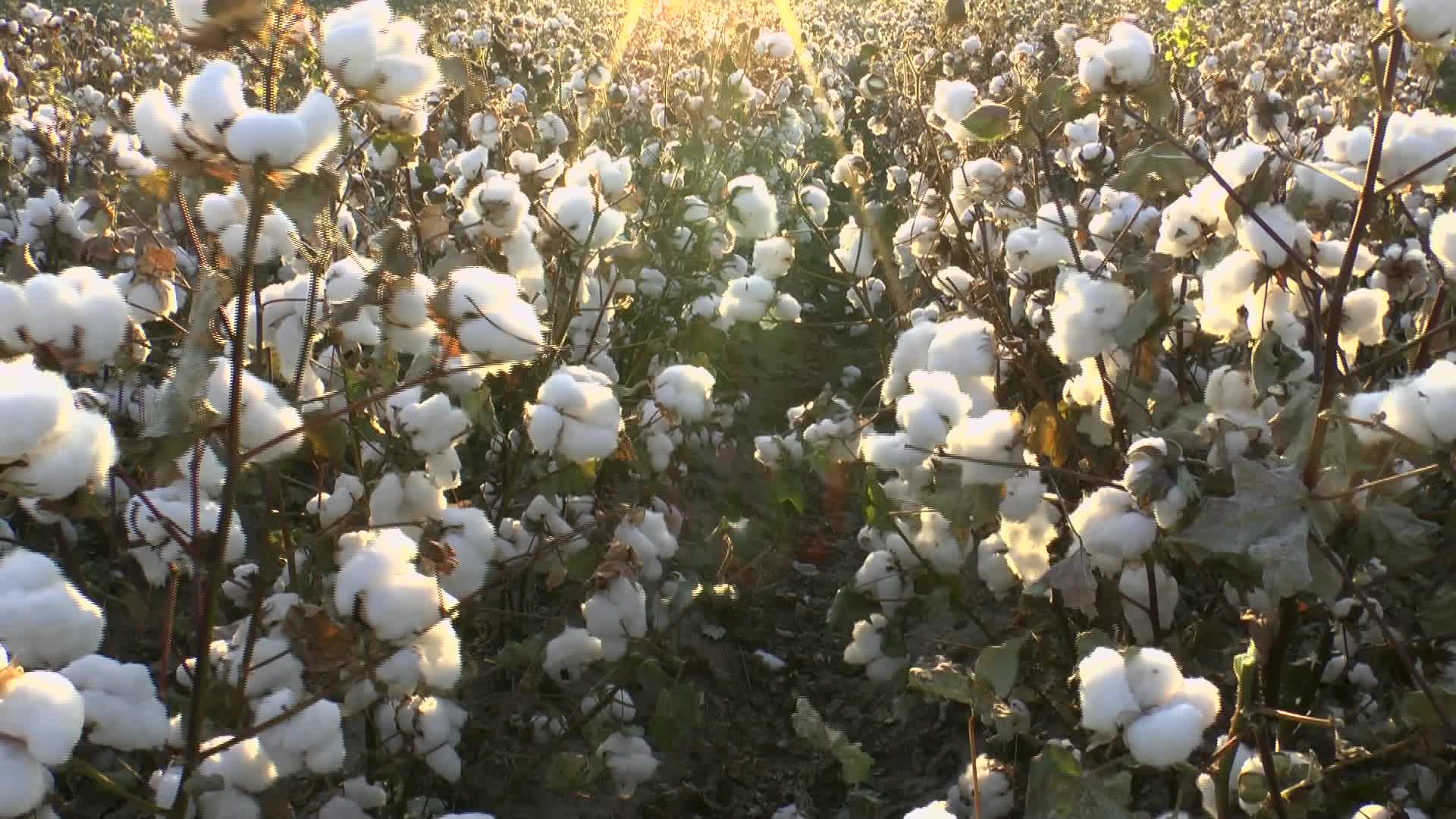 Cotton