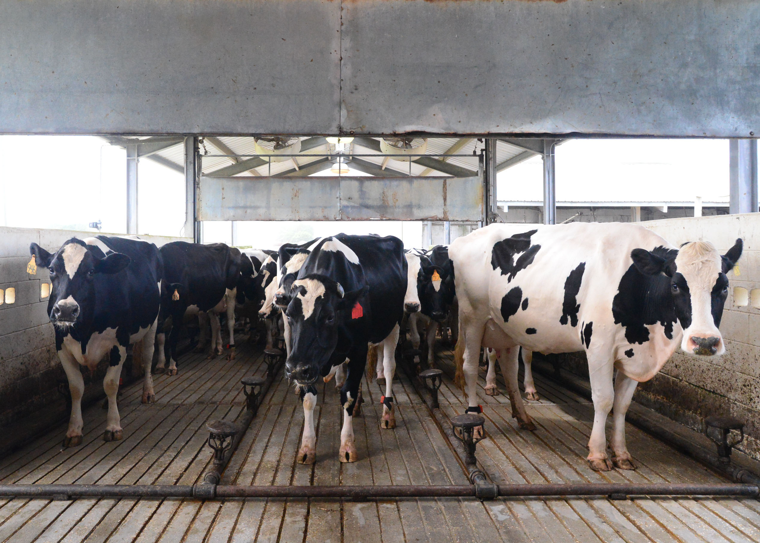 Improving the Environment Through Precision Feeding