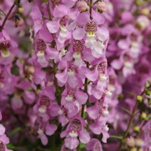 Serena Angelonia -- Louisiana Super Plant Spring 2011