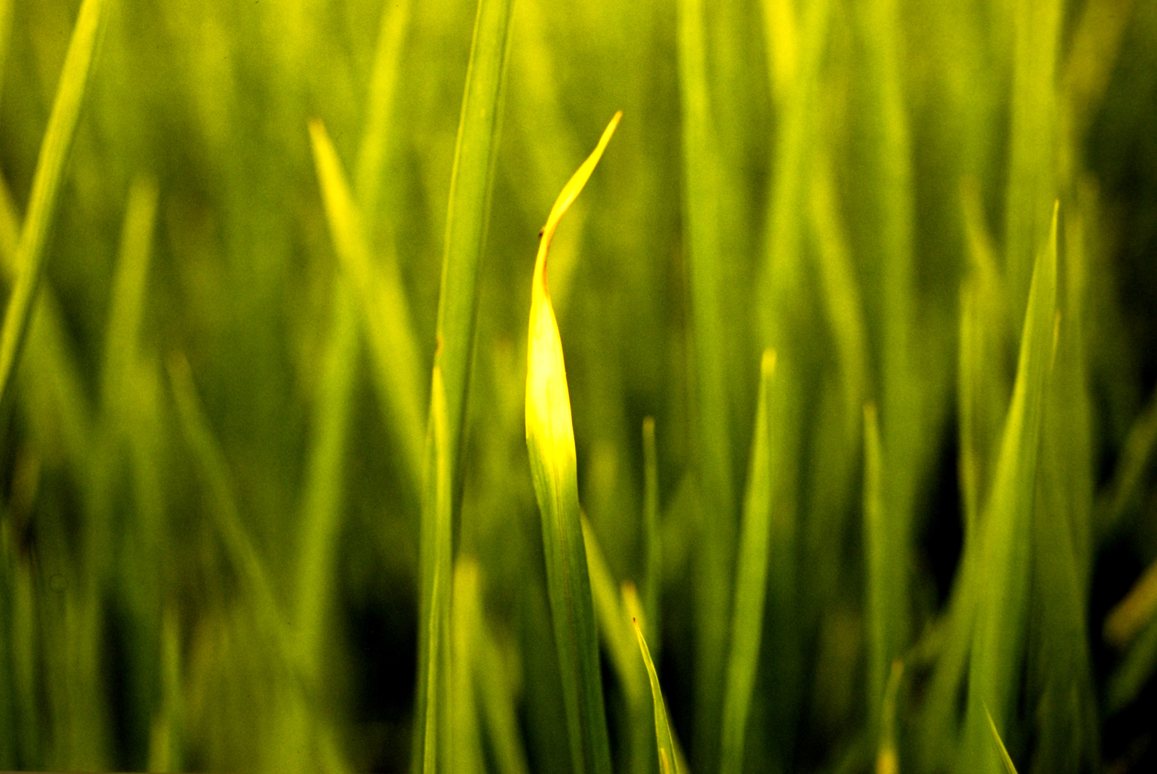 Early Rice Leaf Tip Discoloration