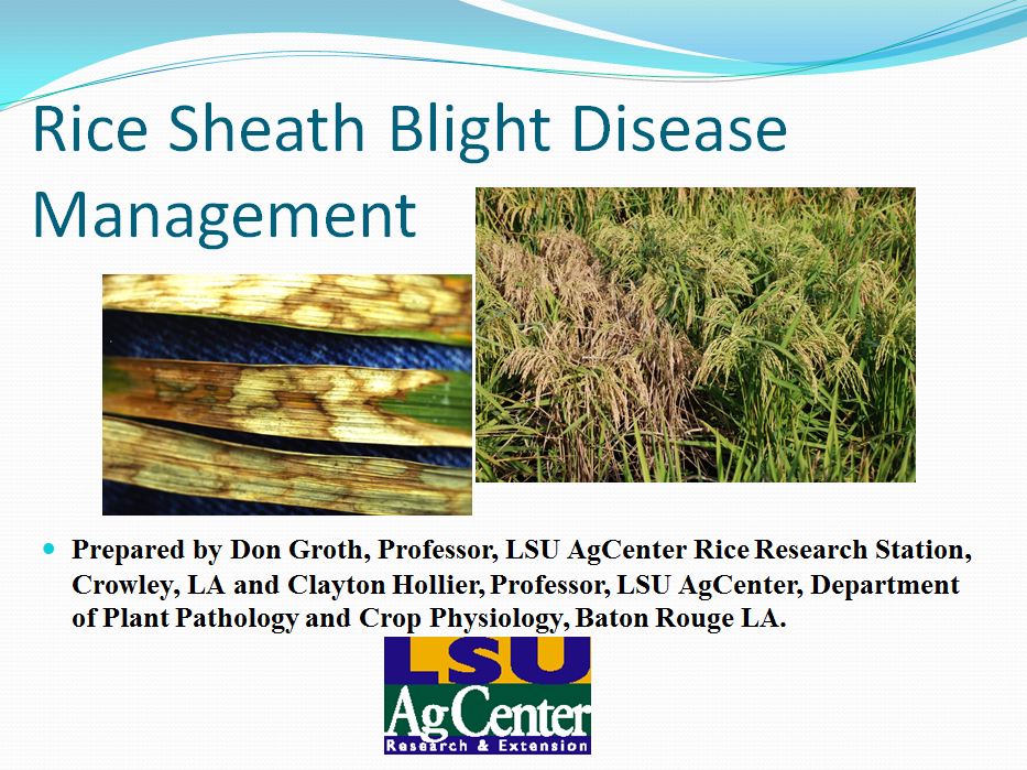 Rice Sheath Blight Disease Management 2012
