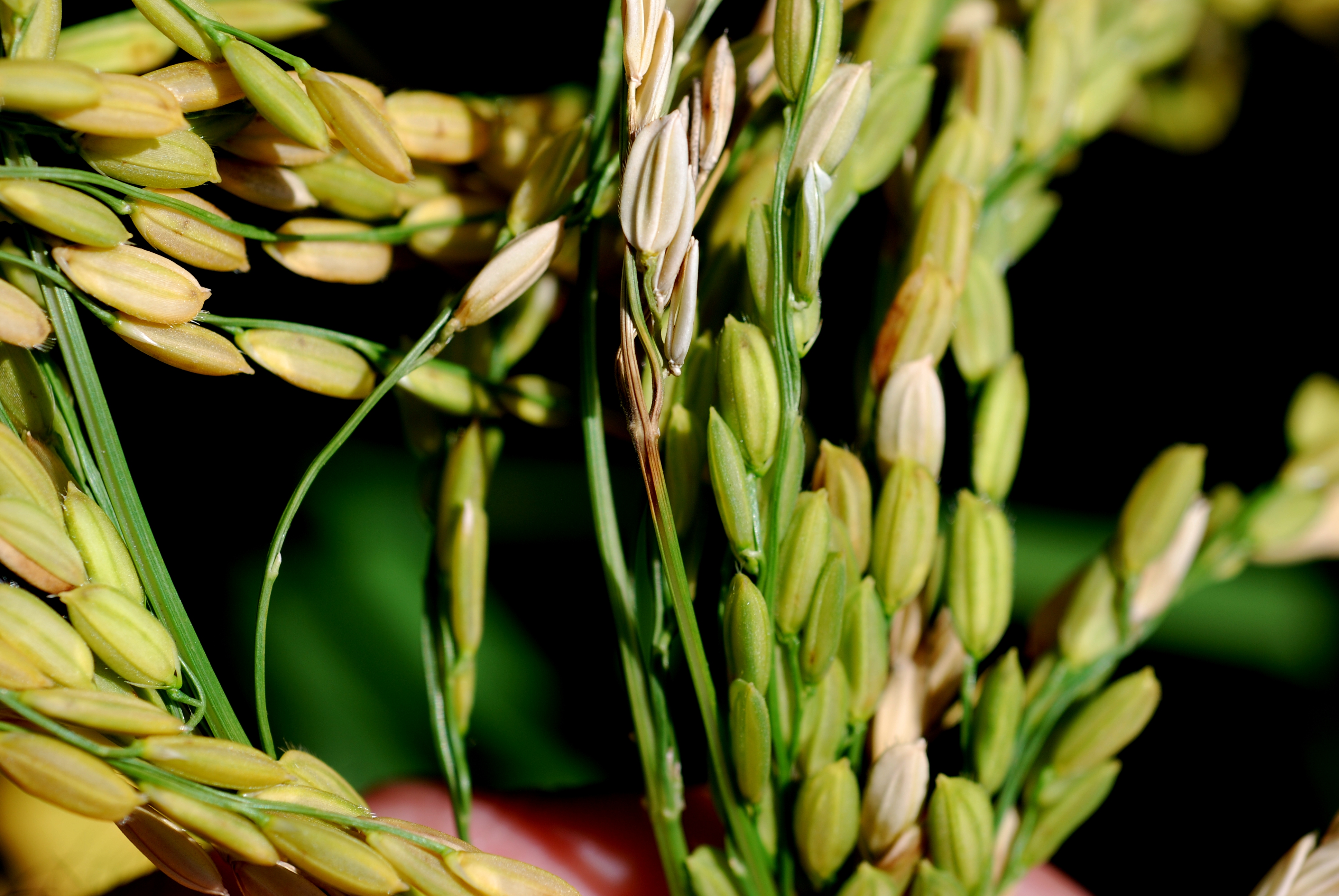 Small Panicle Branches