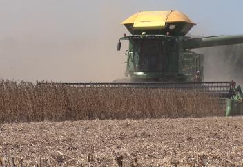 Louisiana soybean harvesting ongoing