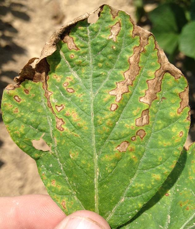 The dangers of irrigating with low quality water