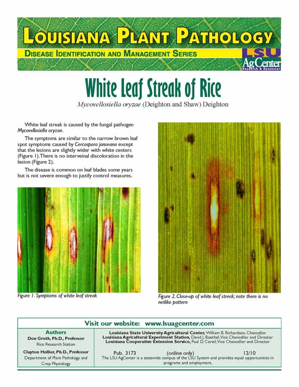 White Leaf Streak