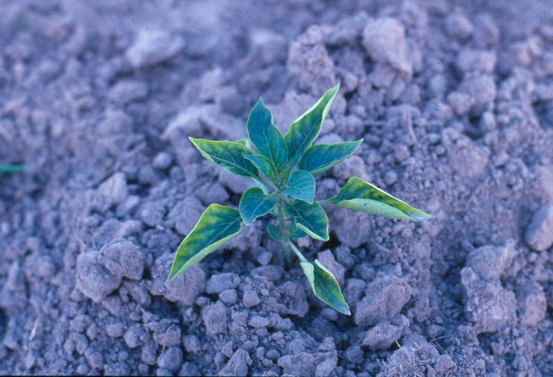 Acid Soil Problems