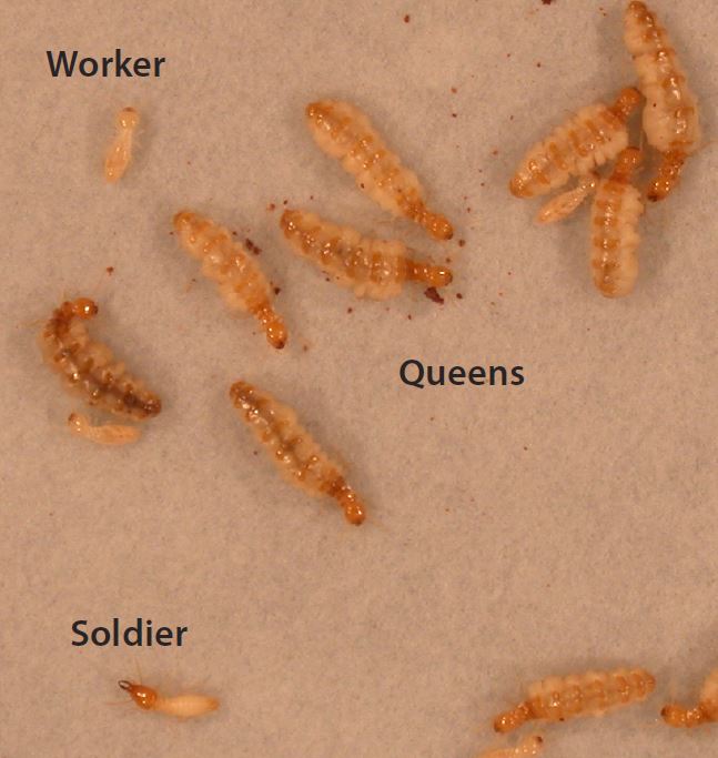 Formosan subterranean termite colony: Workers, soldiers and multiple immature sister queens. 