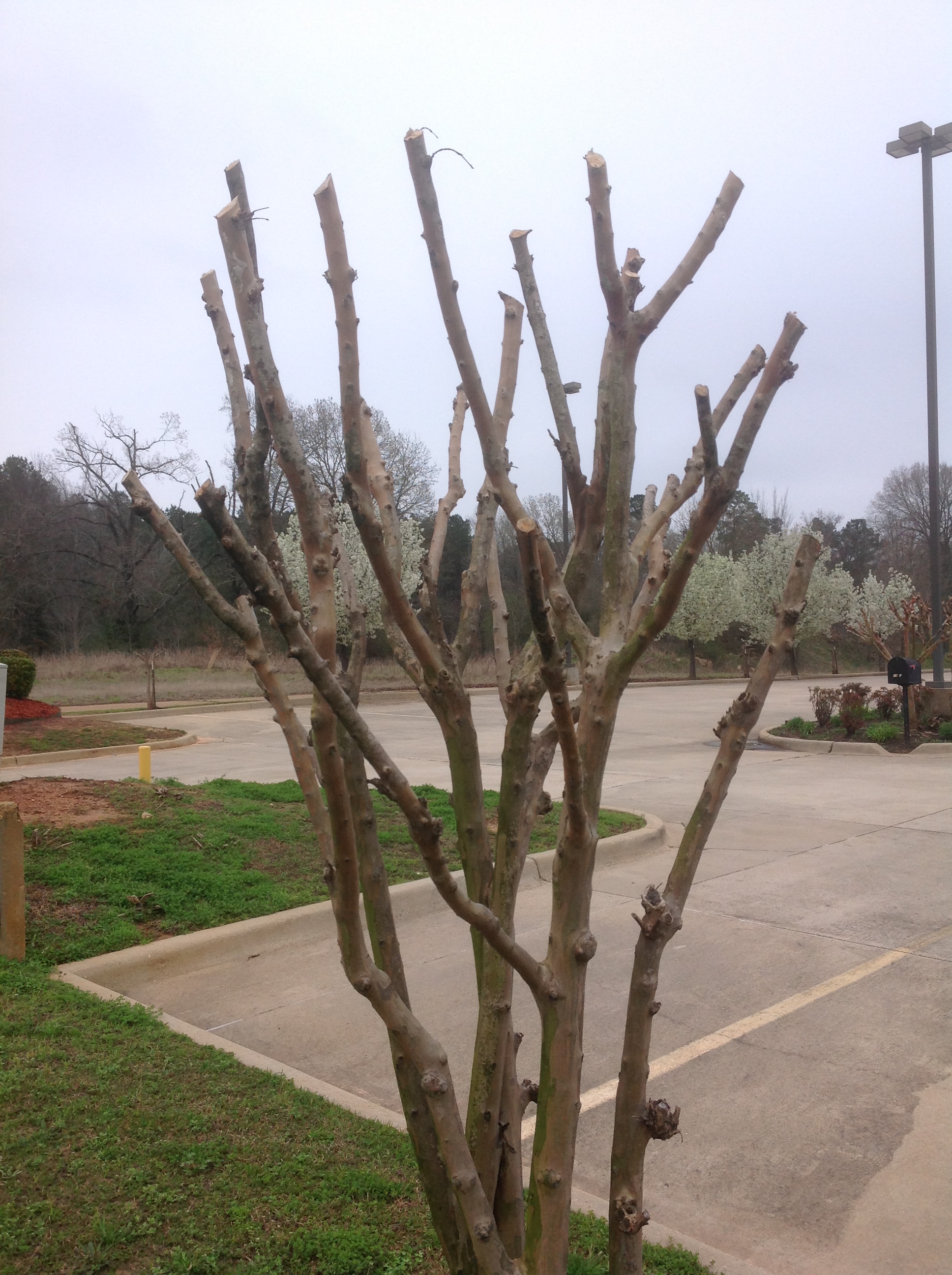Prune crape myrtle trees properly