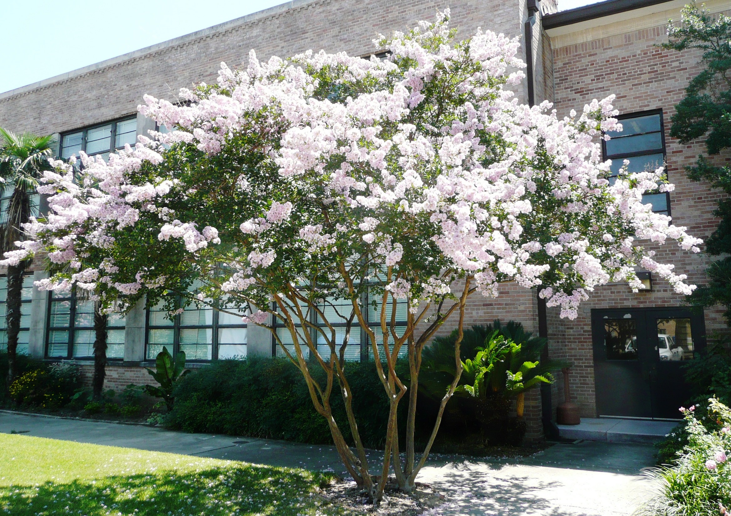 Properly pruned crape myrtles