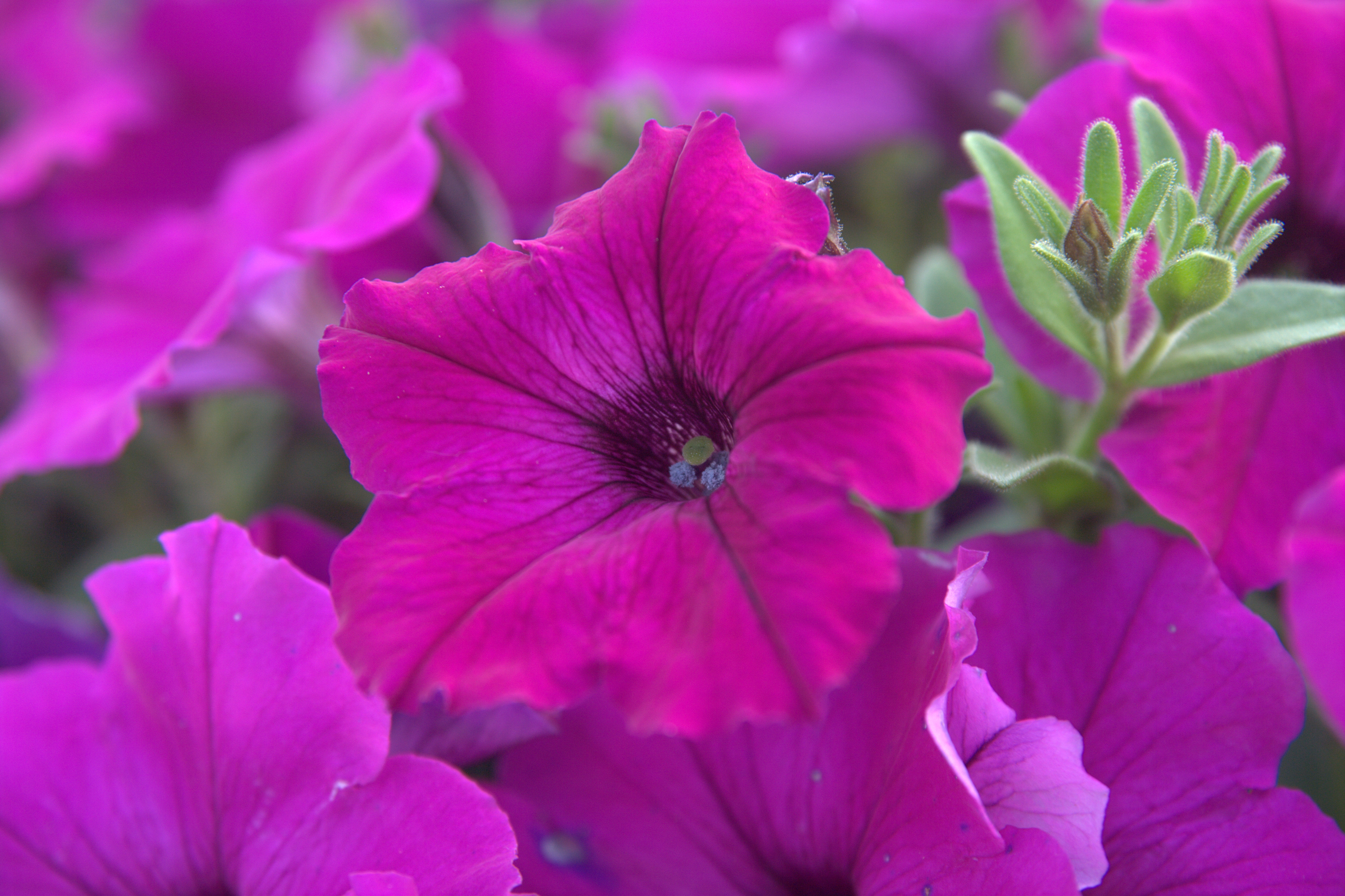 Follow these tips to improve petunia performance