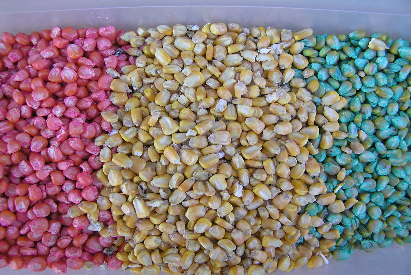 Corn Insecticide Seed Treatment Wash Off