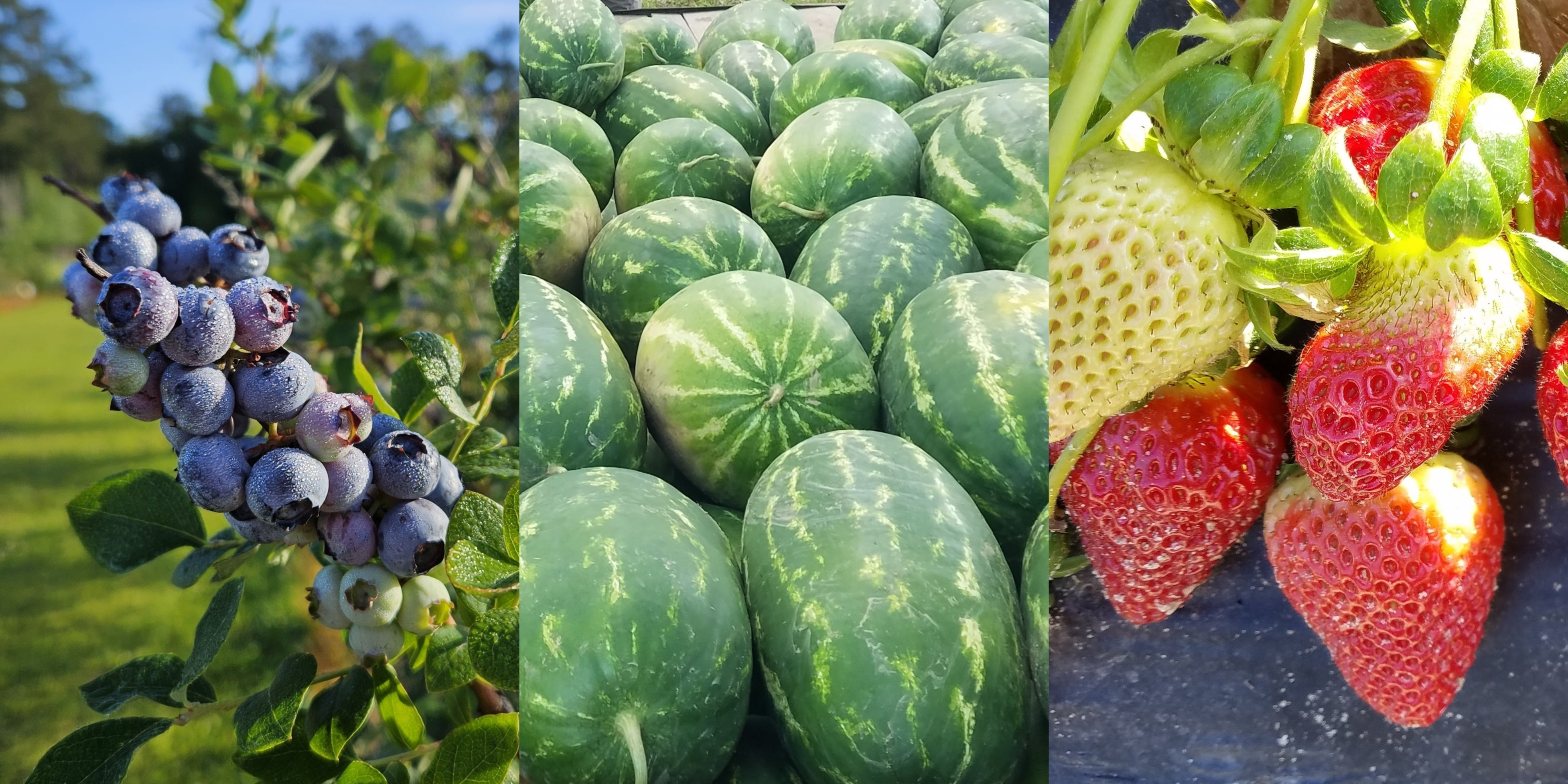 Tangi-Washington Grower Update - 22 May 2026